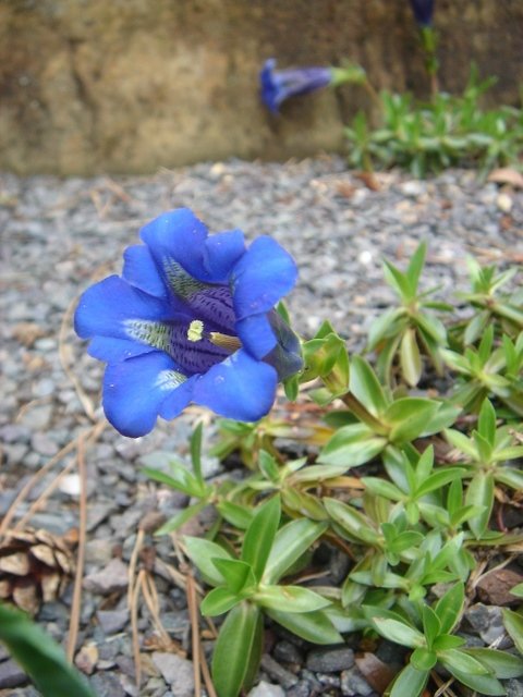 Gentiana acaulis
